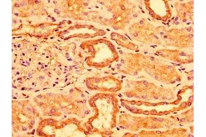 IHC image of ABIN7143230 diluted at 1:300 and staining in paraffin-embedded human kidney tissue performed on a Leica BondTM system. (ACOT1 antibody  (AA 258-350))
