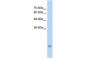 PSG3 antibody used at 5 ug/ml to detect target protein. (PSG3 antibody  (N-Term))