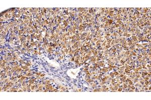 Detection of AST2 in Rat Ovary Tissue using Polyclonal Antibody to Aspartate Aminotransferase 2 (AST2) (AST2 (AA 30-430) antibody)