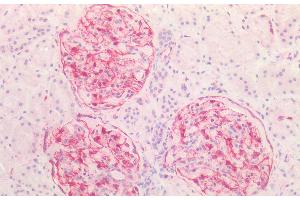 (ABIN2613493) (5 μg/mL) staining of paraffin embedded Human Kidney. (Vimentin antibody  (C-Term))