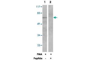 Western blot analysis of extracts from NIH/3T3 cells treated with PMA (125 ng/mL, 30 mins), using SRF polyclonal antibody . (SRF antibody)