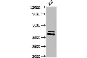 Western Blot Positive WB detected in: 293 whole cell lysate All lanes: PSMD7 antibody at 3. (PSMD7 antibody  (Regulatory Subunit 7))