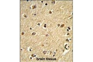 Formalin-fixed and paraffin-embedded human brain tissue reacted with PLCB2 Antibody (N-term), which was peroxidase-conjugated to the secondary antibody, followed by DAB staining. (Phospholipase C beta 2 antibody  (N-Term))