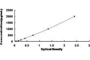Dual Specificity Phosphatase 1 (DUSP1) ELISA Kit