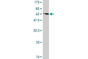 CENPK antibody  (AA 1-269)