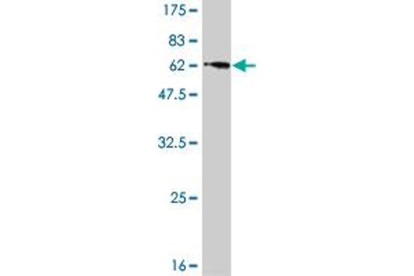 CENPK antibody  (AA 1-269)