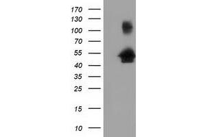Image no. 1 for anti-Golgi Reassembly Stacking Protein 1, 65kDa (GORASP1) antibody (ABIN1498489) (GORASP1 antibody)