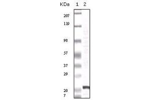 Western blot analysis using FGF2 mouse mAb against truncated FGF2 recombinant protein. (FGF2 antibody)