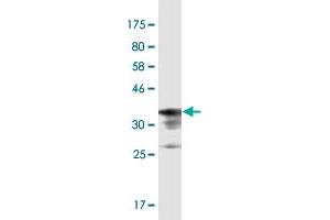 Western Blot detection against Immunogen (36. (Neurotrypsin antibody  (AA 541-640))