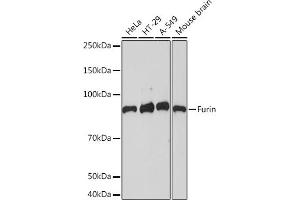 Western blot analysis of extracts of various cell lines, using Furin Rabbit mAb (ABIN7267277) at 1:1000 dilution.