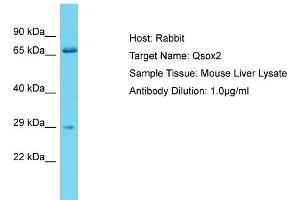 Host: Rabbit Target Name: Qsox2 Sample Type: Mouse Liver lysates Antibody Dilution: 1. (QSOX2 antibody  (C-Term))