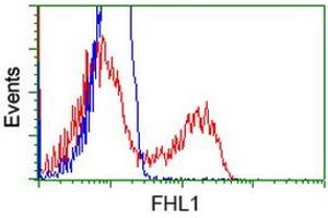 HEK293T cells transfected with either RC203478 overexpress plasmid (Red) or empty vector control plasmid (Blue) were immunostained by anti-FHL1 antibody (ABIN2453040), and then analyzed by flow cytometry. (FHL1 antibody)