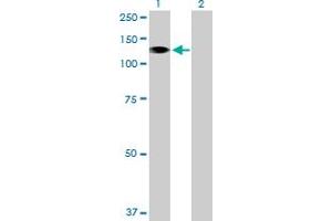 Western Blot analysis of STK31 expression in transfected 293T cell line by STK31 MaxPab polyclonal antibody. (STK31 antibody  (AA 1-1019))
