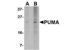 Image no. 1 for anti-BCL2 Binding Component 3 (BBC3) (AA 76-170) antibody (ABIN1491660) (PUMA antibody  (AA 76-170))