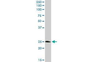 STX8 MaxPab rabbit polyclonal antibody. (STX8 antibody  (AA 1-236))