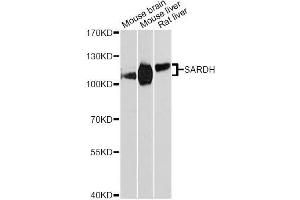Western blot analysis of extracts of various cell lines, using SARDH Antibody (ABIN5996466) at 1:3000 dilution. (SARDH antibody)