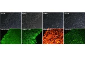 OsrHSA keeps iPS cells in an undifferentiated state: The immunofluorescent staining showed OsrHSA was effective in keeping undifferentiation and keeping viability of iPS cells. (HSA Protein)