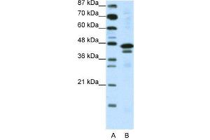 WB Suggested Anti-WDR39  Antibody Titration: 0. (CIAO1 antibody  (C-Term))
