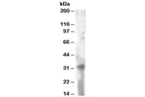 Western blot testing of HeLa lysate with TSPAN32 antibody at 2ug/ml. (TSPAN32 antibody)