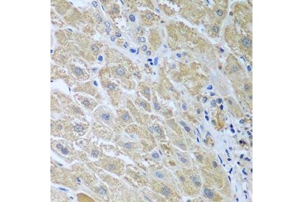 WDR48 antibody  (AA 450-677)