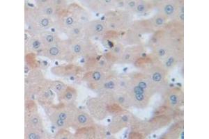 Figure. (alpha Fetoprotein antibody  (AA 31-576))