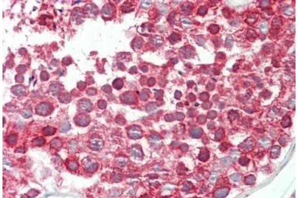 DND1 antibody  (C-Term)