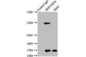 Western Blotting (WB) image for anti-Histone Cluster 1, H3a (HIST1H3A) (acLys27) antibody (ABIN7139175)
