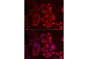 Immunofluorescence analysis of U2OS cells using XCL1 antibody (ABIN5973809). (XCL1 antibody)