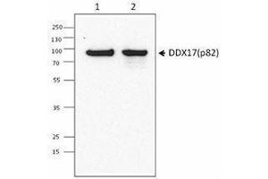 Western Blotting (WB) image for anti-DEAD (Asp-Glu-Ala-Asp) Box Polypeptide 17 (DDX17) antibody (ABIN2664924) (DDX17 antibody)