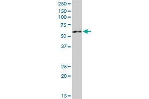 AP4M1 antibody  (AA 1-453)