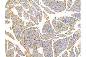 ABIN7094679 and ABIN7098730 at 1/100 staining Rat pancreatic tissue by IHC-P.