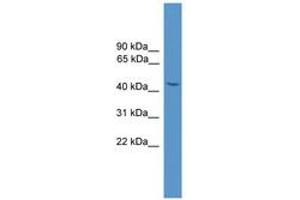 Image no. 1 for anti-Synaptotagmin XI (SYT11) (AA 51-100) antibody (ABIN6746591) (SYT11 antibody  (AA 51-100))