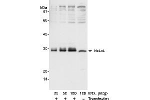 Western Blotting (WB) image for anti-BCL2-Like 1 (BCL2L1) (AA 1-50) antibody (ABIN7449185)