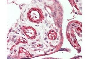Anti-VEGFC antibody IHC staining of human placenta. (VEGFC antibody  (HRP))