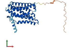AlphaFold protein structure predicition of Human Recombinant ELOVL2 Protein, UniprotID Q9NXB9 (ELOVL2 Protein (AA 1-296) (His tag))