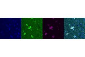 Immunohistochemistry (IHC) image for anti-Somatostatin (SST) antibody (ABIN7455969) (Somatostatin antibody)