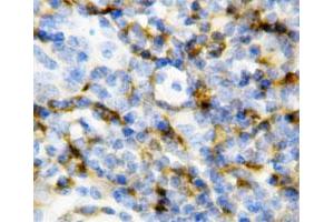 Immunohistochemical staining of paraffin embedded mouse spleen tissue section with Il7 polyclonal antibody . (IL-7 antibody  (N-Term))