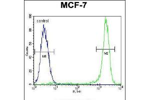 Flow cytometric analysis of MCF-7 cells (right histogram) compared to a negative control cell (left histogram). (KSR2 antibody  (C-Term))