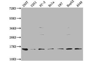 Western Blot Positive WB detected in: 293T whole cell lysate, U251 whole cell lysate, PC-3 whole cell lysate, Hela whole cell lysate, U87 whole cell lysate, HepG2 whole cell lysate, A549 whole cell lysate All lanes: FABP4 antibody at 1:1000 Secondary Goat polyclonal to rabbit IgG at 1/50000 dilution Predicted band size: 15 kDa Observed band size: 15 kDa (FABP4 antibody  (AA 6-132))