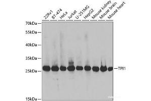 Western blot analysis of extracts of various cell lines using TPI1 Polyclonal Antibody at dilution of 1:1000. (TPI1 antibody)