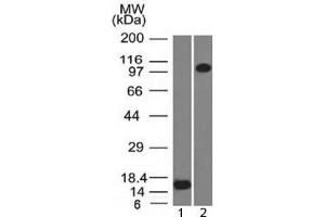 Western blot testing of 1) recombinant partial protein and 2) human ThP1 lysate with Thrombomodulin antibody (clone THBD/1591).