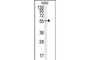 Western blot analysis in K562 cell line lysates (35ug/lane). (PAOX antibody  (AA 467-496))
