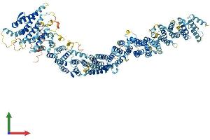 AlphaFold protein structure predicition of Human Recombinant MMS22L Protein, UniprotID Q6ZRQ5 (MMS22-Like, DNA Repair Protein (MMS22L) (AA 1-1243) protein (His tag))