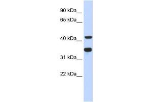 WB Suggested Anti-POLD2 Antibody Titration:  0. (POLD2 antibody  (N-Term))