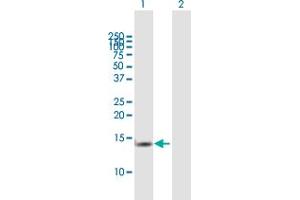 Western Blot analysis of TCEB2 expression in transfected 293T cell line by TCEB2 MaxPab polyclonal antibody. (TCEB2 antibody  (AA 1-118))