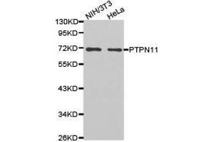 Western Blotting (WB) image for anti-Protein tyrosine Phosphatase, Non-Receptor Type 11 (PTPN11) antibody (ABIN1874449) (PTPN11 antibody)