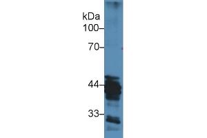 Western Blot; Sample: Human MCF7 cell lysate; Primary Ab: 3µg/ml Rabbit Anti-Mouse HAT1 Antibody Second Ab: 0.