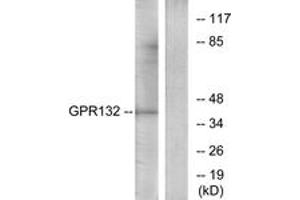 Western Blotting (WB) image for anti-G Protein-Coupled Receptor 132 (GPR132) (AA 311-360) antibody (ABIN2890843) (G Protein-Coupled Receptor 132 antibody  (AA 311-360))