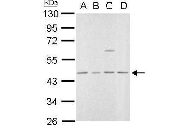 MVD antibody  (Center)