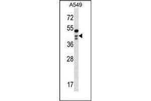 Western blot analysis of OBFC1 Antibody (C-term) in A549 cell line lysates (35ug/lane).